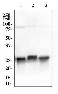 Western Blot: 14-3-3 gamma [ac Val2] Antibody (KC21) [NB100-406] - (1) HeLa, (2) PC12 and (3) NIH-3T3 whole cell lysates were separated by SDS-PAGE on a 12% gel and transferred to PVDF membrane. The membrane was probed with Anti-14-3-3 gamma [Ac Val2] antibody at 2 ug/ml for 1 hour, followed by incubation a 1:10,000 dilution of anti-rabbit HRP. The protein was detected at approximately 28 kDa after incubation with SuperSignal West Pico Chemiluminescent substrate.